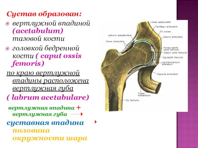 Сустав образован: вертлужной впадиной (acetabulum) тазовой кости головкой бедренной кости