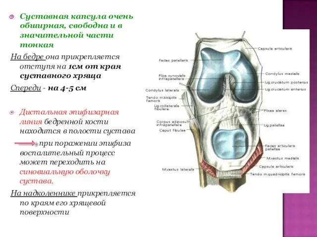 Суставная капсула очень обширная, свободна и в значительной части тонкая