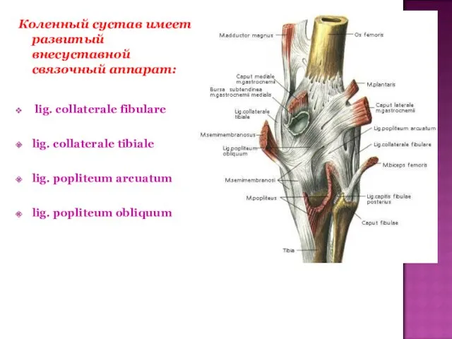 Коленный сустав имеет развитый внесуставной связочный аппарат: lig. collaterale fibulare
