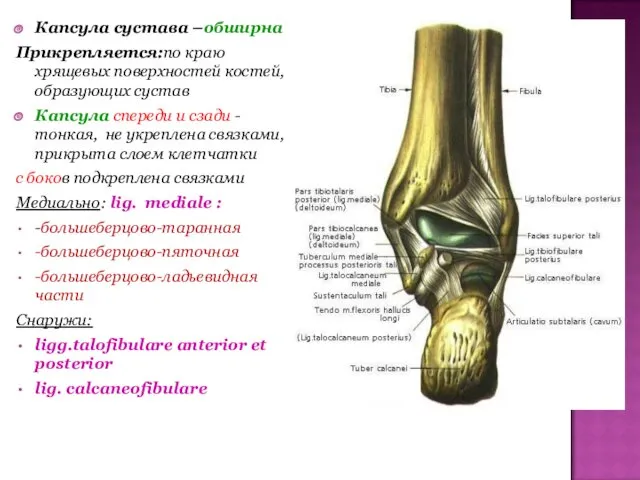 Капсула сустава –обширна Прикрепляется:по краю хрящевых поверхностей костей, образующих сустав