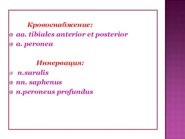 Кровоснабжение: aa. tibiales anterior et posterior a. peronea Иннервация: n.suralis nn. saphenus n.peroneus profundus