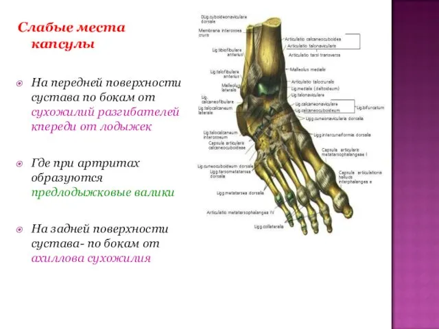 Слабые места капсулы На передней поверхности сустава по бокам от