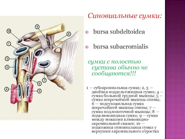 Синовиальные сумки: bursa subdeltoidea bursa subacromialis сумки с полостью сустава