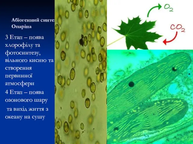 Абіогенний синтез А.Опаріна 3 Етап – поява хлорофілу та фотосинтезу,