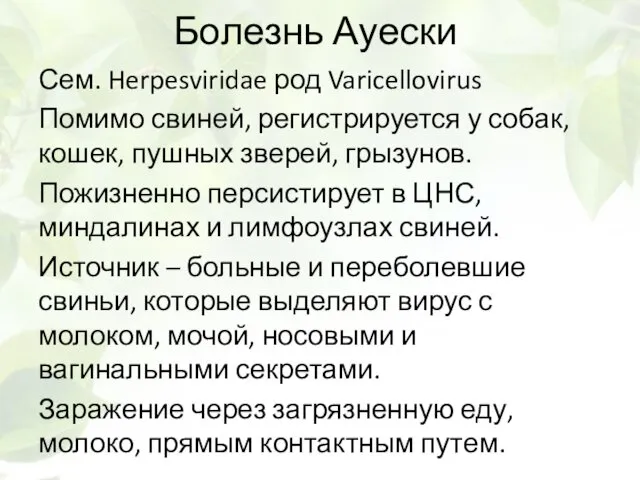 Болезнь Ауески Сем. Herpesviridae род Varicellovirus Помимо свиней, регистрируется у