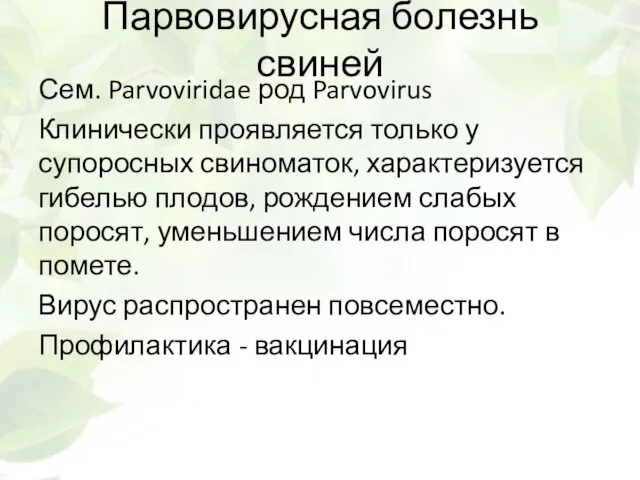 Парвовирусная болезнь свиней Сем. Parvoviridae род Parvovirus Клинически проявляется только