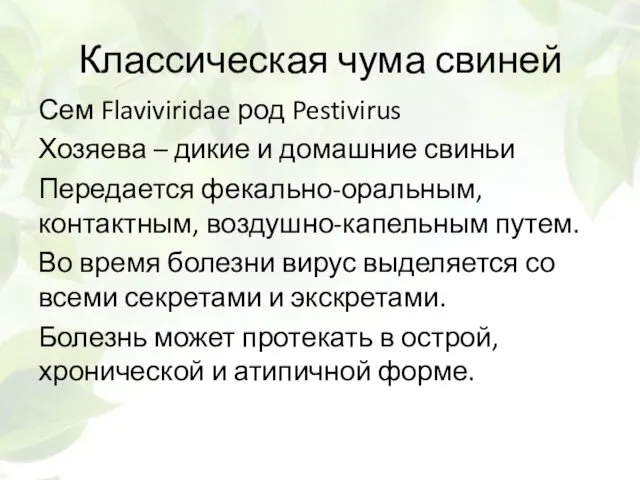 Классическая чума свиней Сем Flaviviridae род Pestivirus Хозяева – дикие