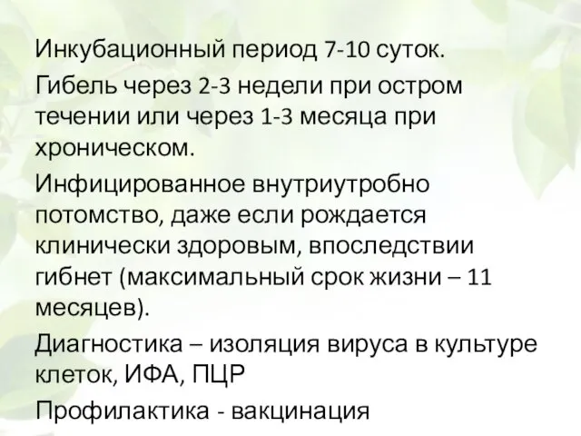 Инкубационный период 7-10 суток. Гибель через 2-3 недели при остром