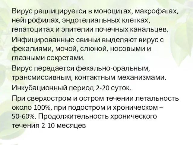 Вирус реплицируется в моноцитах, макрофагах, нейтрофилах, эндотелиальных клетках, гепатоцитах и