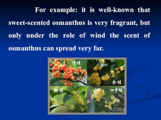 For example: it is well-known that sweet-scented osmanthus is very