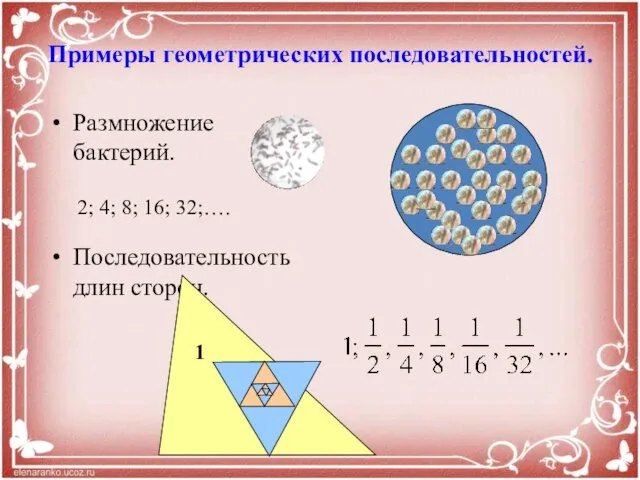 Примеры геометрических последовательностей. Размножение бактерий. Последовательность длин сторон. 2; 4; 8; 16; 32;…. 1