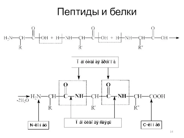 Пептиды и белки