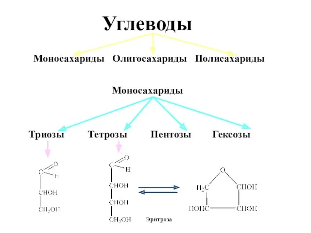 Углеводы Моносахариды Олигосахариды Полисахариды Моносахариды Триозы Тетрозы Пентозы Гексозы Глицеральдегид Эритроза