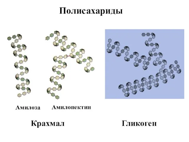 Полисахариды Крахмал Гликоген Амилоза Амилопектин