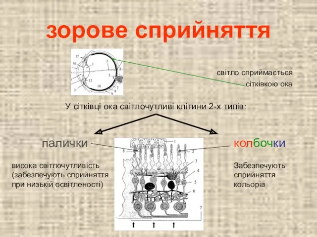 зорове сприйняття світло сприймається сітківкою ока У сітківці ока світлочутливі