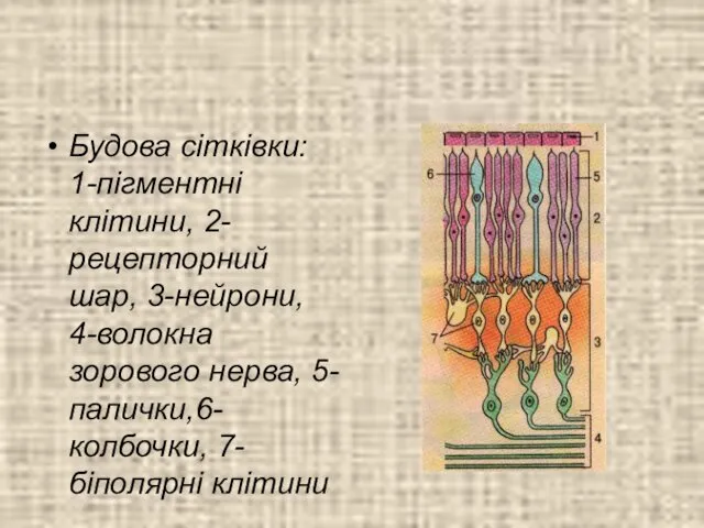 Будова сітківки: 1-пігментні клітини, 2-рецепторний шар, 3-нейрони, 4-волокна зорового нерва, 5-палички,6-колбочки, 7-біполярні клітини