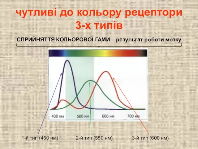 чутливі до кольору рецептори 3-х типів 1-й тип (450 нм)