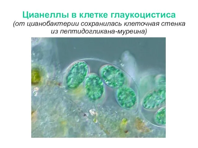 Цианеллы в клетке глаукоцистиса (от цианобактерии сохранилась клеточная стенка из пептидогликана-муреина)