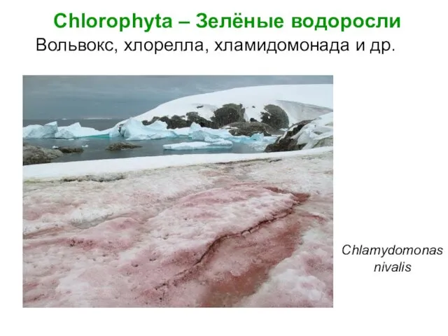 Chlorophyta – Зелёные водоросли Chlamydomonas nivalis Вольвокс, хлорелла, хламидомонада и др.