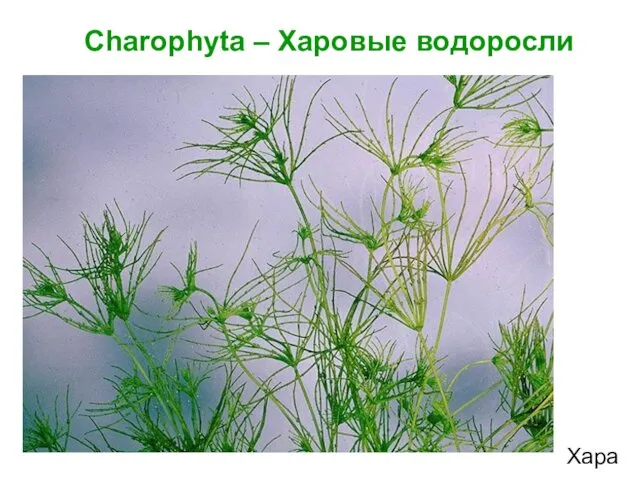 Хара Charophyta – Харовые водоросли