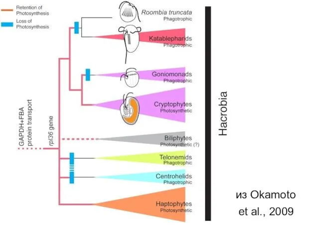из Okamoto et al., 2009