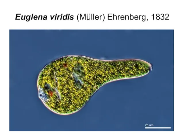Euglena viridis (Müller) Ehrenberg, 1832