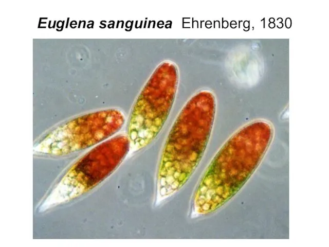 Euglena sanguinea Ehrenberg, 1830