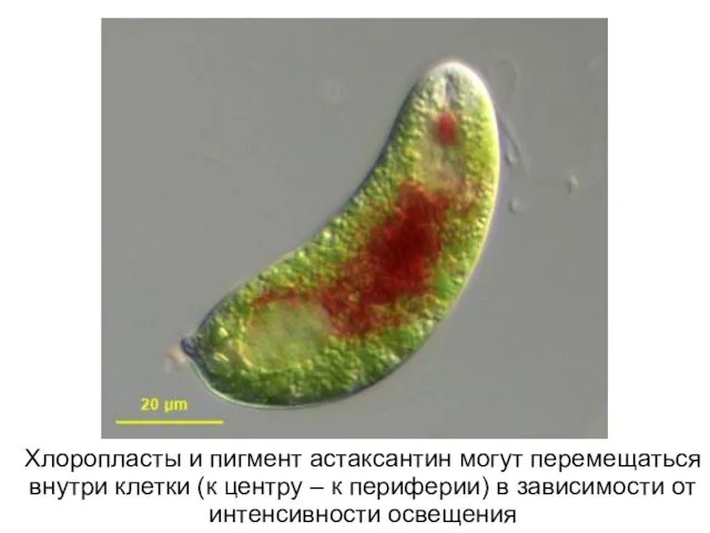 Хлоропласты и пигмент астаксантин могут перемещаться внутри клетки (к центру