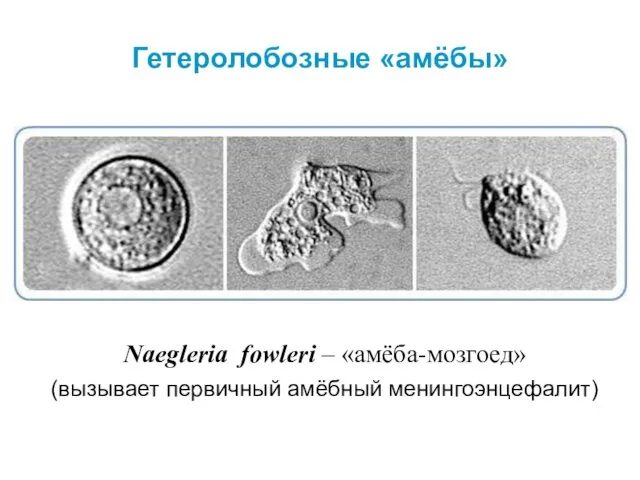 Гетеролобозные «амёбы» Naegleria fowleri – «амёба-мозгоед» (вызывает первичный амёбный менингоэнцефалит)