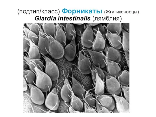 (подтип/класс) Форникаты (Жгутиконосцы) Giardia intestinalis (лямблия)