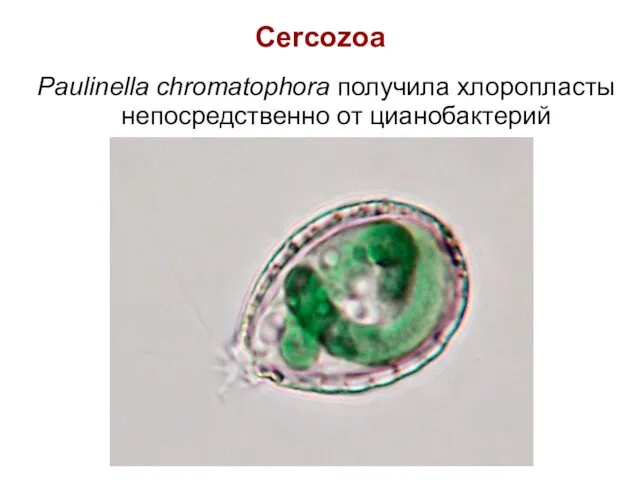 Cercozoa Paulinella chromatophora получила хлоропласты непосредственно от цианобактерий