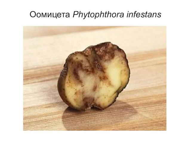 Оомицета Phytophthora infestans