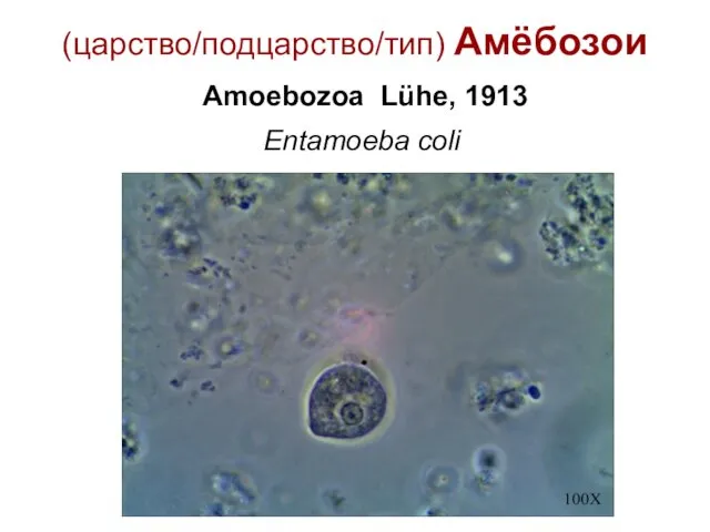 (царство/подцарство/тип) Амёбозои Amoebozoa Lühe, 1913 Entamoeba coli