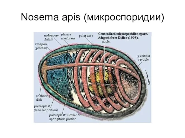 Nosema apis (микроспоридии)
