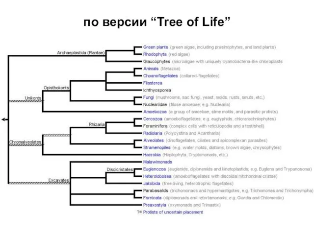 по версии “Tree of Life”