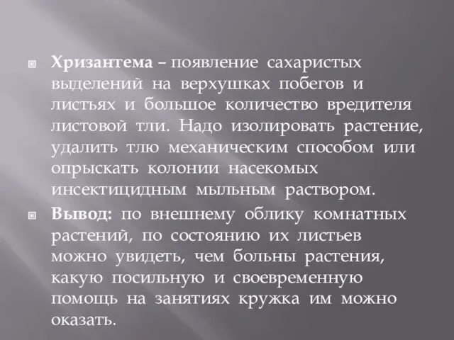 Хризантема – появление сахаристых выделений на верхушках побегов и листьях и большое количество