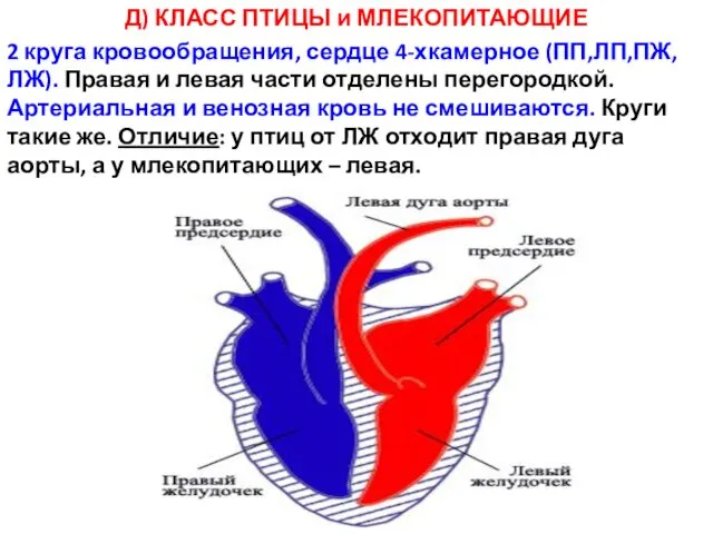 Д) КЛАСС ПТИЦЫ и МЛЕКОПИТАЮЩИЕ 2 круга кровообращения, сердце 4-хкамерное