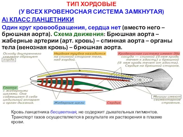 ТИП ХОРДОВЫЕ (У ВСЕХ КРОВЕНОСНАЯ СИСТЕМА ЗАМКНУТАЯ) А) КЛАСС ЛАНЦЕТНИКИ