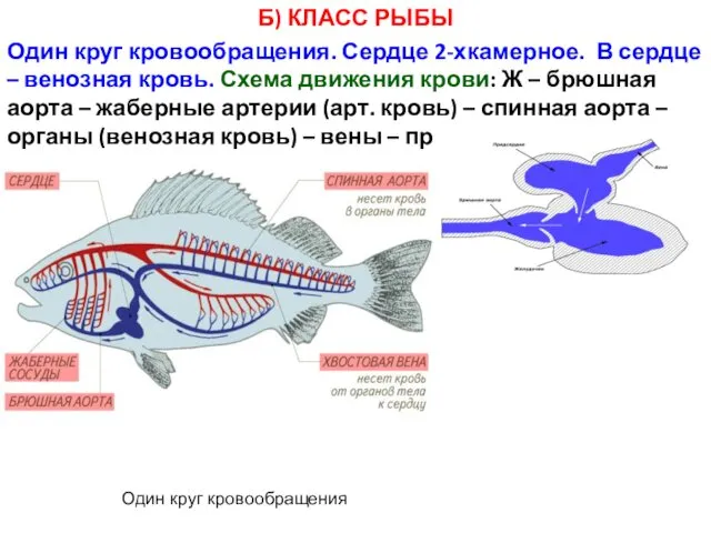 Б) КЛАСС РЫБЫ Один круг кровообращения. Сердце 2-хкамерное. В сердце