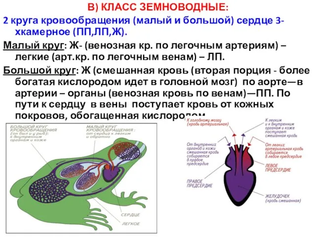 В) КЛАСС ЗЕМНОВОДНЫЕ: 2 круга кровообращения (малый и большой) сердце