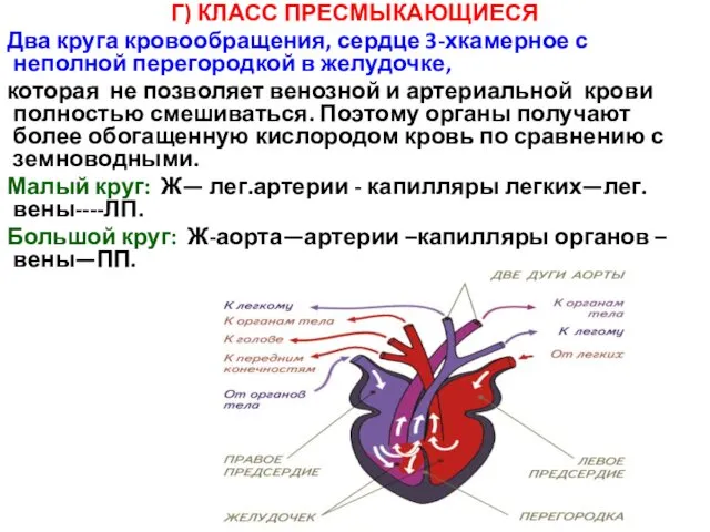 Г) КЛАСС ПРЕСМЫКАЮЩИЕСЯ Два круга кровообращения, сердце 3-хкамерное с неполной