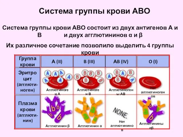 Система группы крови АВО Система группы крови АВО состоит из