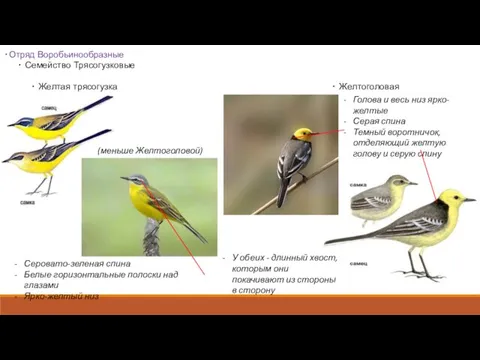 •Отряд Воробьинообразные • Семейство Трясогузковые • Желтая трясогузка • Желтоголовая
