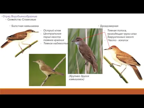 •Отряд Воробьинообразные • Семейство Славковые • Болотная камышевка • Дроздовидная