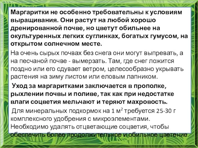 Маргаритки не особенно требовательны к условиям выращивания. Они растут на