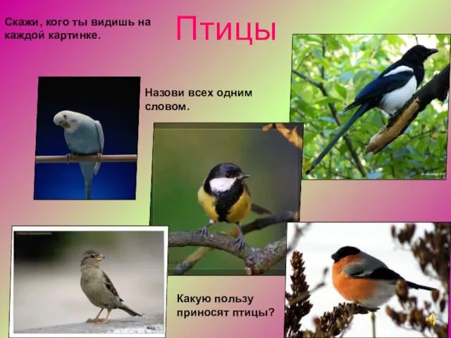 Птицы Назови всех одним словом. Скажи, кого ты видишь на каждой картинке. Какую пользу приносят птицы?