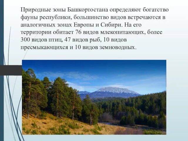 Природные зоны Башкортостана определяют богатство фауны республики, большинство видов встречаются