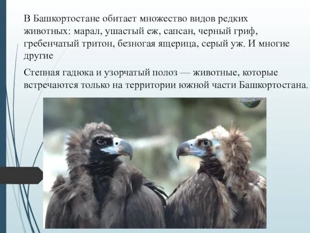 а В Башкортостане обитает множество видов редких животных: марал, ушастый