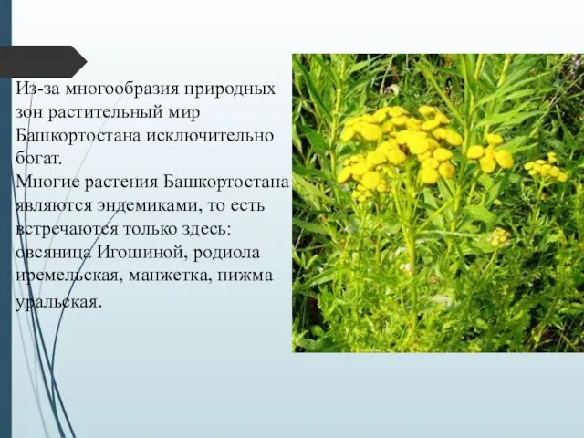 Из-за многообразия природных зон растительный мир Башкортостана исключительно богат. Многие