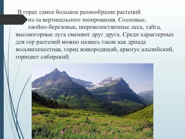 В горах самое большое разнообразие растений из-за вертикального зонирования. Сосновые,